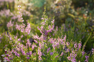 Obraz premium lavender field in provence france