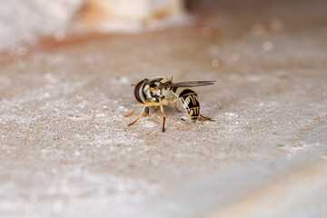 Hover Fly of the Tribe Syrphini