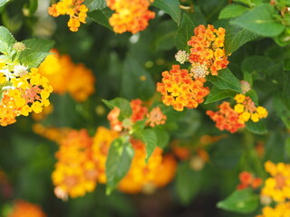Yellow and orange color flower Lantana camara, Verbenaceae blooming in garden on blurred of nature background