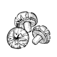 Vector sketch shiitake black-white graphics, champignon, dry mushroom, gourmet cuisine, vegetarian, autumn mushrooms isolated on white background for printing, cookbook, logo.