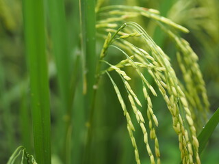 Spike green paddy rice in the field plant, Jasmine rice on blurred of nature background
