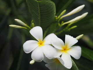 Fototapeta na wymiar Plumeria mix color white and yellow colorfull flower blooming in garden on blur nature background Tropical nature, Frangipani, Temple, Graveyard Tree Apocynaceae