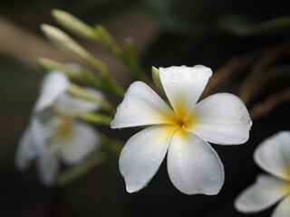 Fototapeta premium Plumeria mix color white and yellow colorfull flower blooming in garden on blur nature background Tropical nature, Frangipani, Temple, Graveyard Tree Apocynaceae