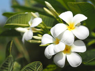 Fototapeta premium Plumeria mix color white and yellow colorfull flower blooming in garden on blur nature background Tropical nature, Frangipani, Temple, Graveyard Tree Apocynaceae