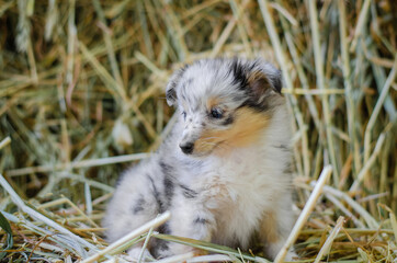 Cute marble dog sheltie shetland shepherd puppy with blue eyes on wood on hay dry grass background