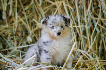Cute marble dog sheltie shetland shepherd puppy with blue eyes on wood on hay dry grass background