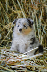 Naklejka na ściany i meble Cute marble dog sheltie shetland shepherd puppy with blue eyes on wood on hay dry grass background