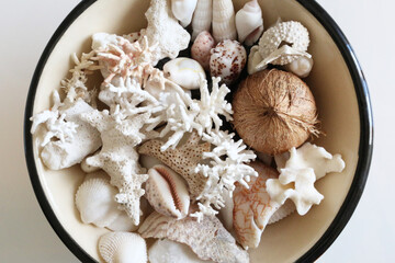 Meraviglie della natura: piccola collezione di conchiglie, semi e coralli provenienti da una...