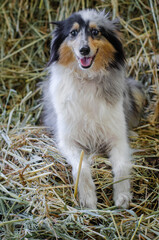 Cute marble dog sheltie shetland shepherd puppy with blue eyes on wood on hay dry grass background