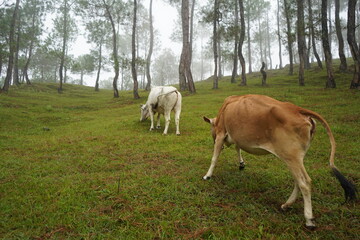 Cows graze on mountain hills in a foggy morning.Picturesque and gorgeous foggy morning scene.