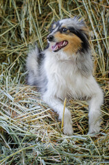 Cute marble dog sheltie shetland shepherd puppy with blue eyes on wood on hay dry grass background