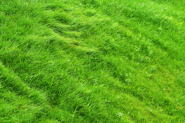 green grass background