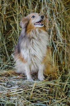Cute red dog sheltie shetland shepherd  on wood on hay dry grass background