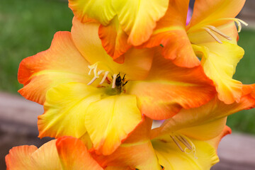 Beautiful orange gladiolus flower in the garden close up.