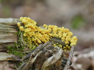 Gelber Baumpilz wächst auf Totholz im Wald