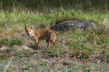 Rotfuchs bei der Mäusejagd