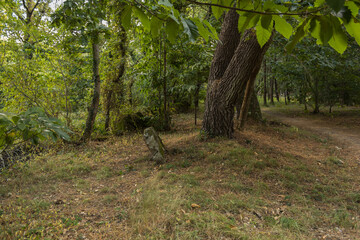 Alignement de menhirs en foret a Carnac Bretagne sud golfe Morbihan site néolithique France