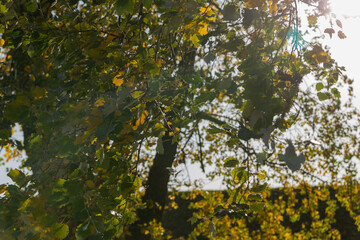 Fototapeta premium birch leaves in the backlight in windy weather in autumn
