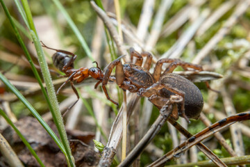 mrówka i pająk walka