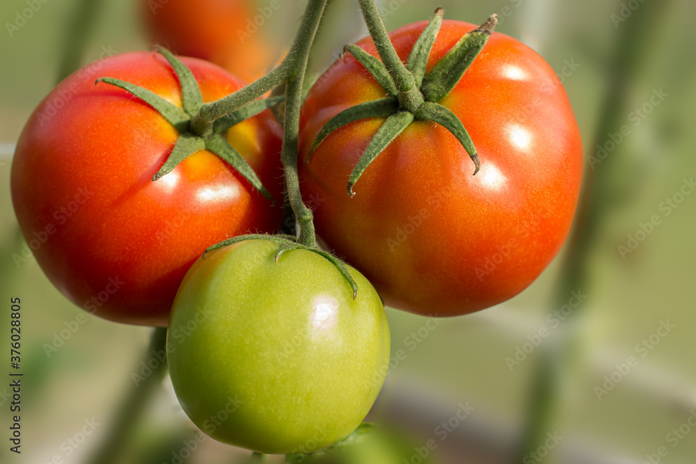 Wall mural ripe and unripe organic tomatoes on a branch growing in greenhouse. diy cultivation concept.