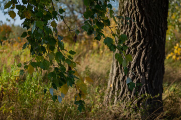 birch leaves in the backlight in windy weather in autumn