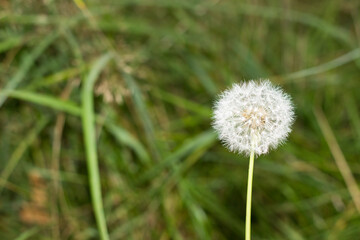White blowball (dandelion) on blurred green grass background, close up.