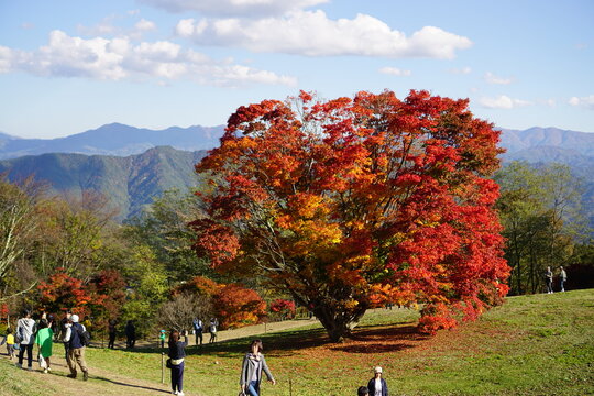 Autumn color tree called KAEDE, in the beautiful green field of Japan