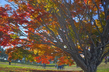 Autumn landscape. Autumn is a wonderful time of the year, with beautiful colors and a peaceful atmosphere around, Japan