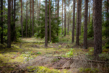 las © rpetryk