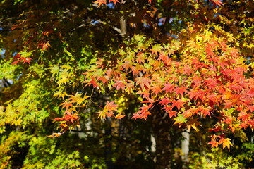 Obraz premium Autumn landscape. Autumn is a wonderful time of the year, with beautiful colors and a peaceful atmosphere around, Japan