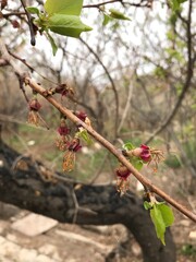 white, almost withered cherry blossom on the tree in close-up