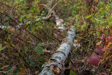 trunk of a fallen birch in the grass close up