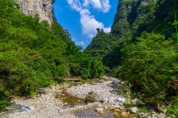 Fototapeta na wymiar Summer scenery of the Three Gorges sea of bamboo in Yichang, Hubei, China
