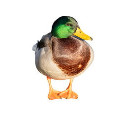 duck male (Anas platyrhynchos) standing, white background
