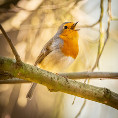 European robin (Erithacus rubecula) male on a branch singing