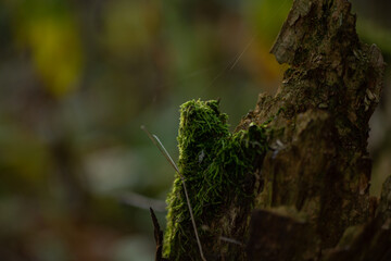 green moss close up on a dry tree trunk in the forest