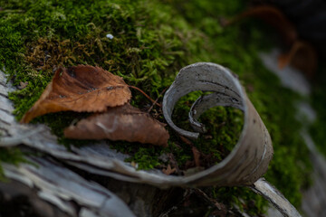 green moss close up on a dry tree trunk in the forest