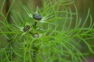 flower buds of Cosmos Flowers close up on a green background