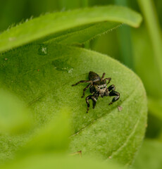 small black jumping spider (Evarcha arcuata) on a leaf