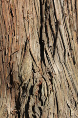 Obraz premium 杉の樹皮