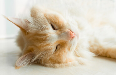 Fat yellow ragdoll cat sleeping under sunshine, cat big head