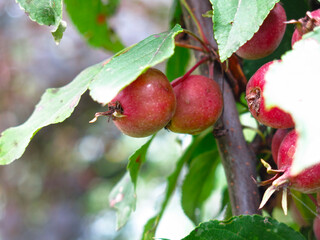 small red apples hang autumn on a young Apple tree