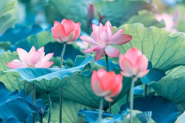 lotus flower blooming in summer pond with green leaves as background