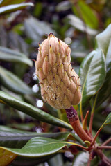 Closed Magnolia Bud closeup. Macro photography of an unopened Magnolia Bud.