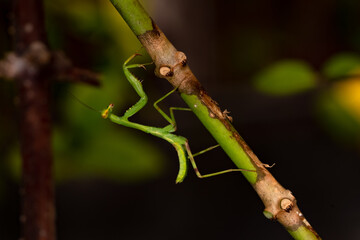Praying Mantis