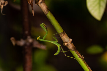 Praying Mantis