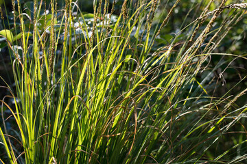 sedge grass closeup selective focus