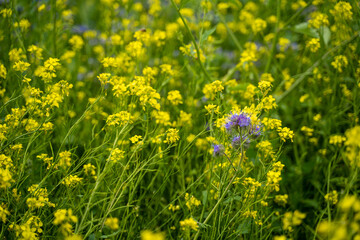 Fototapeta premium blue and yellow flowers on a field