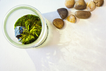 glass jar with piece of forest. Minimal nature concept. Ecology Concept. Environmentally friendly planet. - 376032686