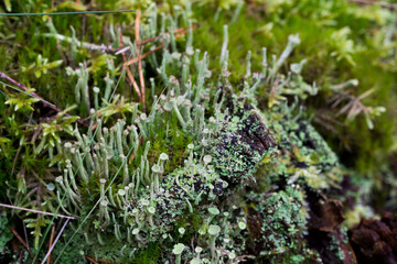 tree stump covered with lichen and moss